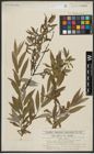 Foto von Salix alba L.